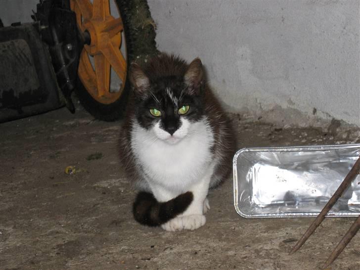 Blanding af racer Nusser - Nusser der lige har spist billede 12