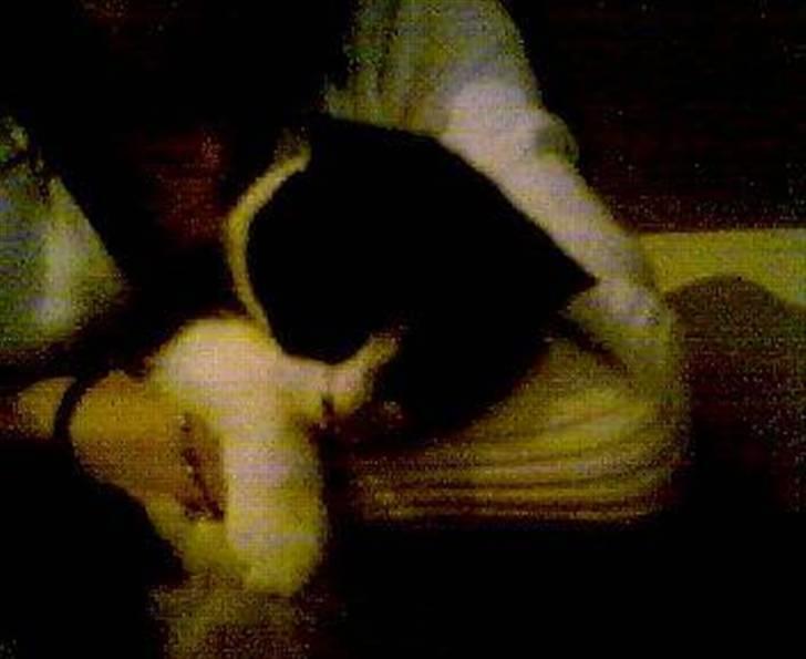 Huskat Tulle billede 5