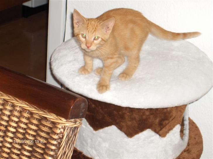 Blanding af racer Diego - Pas du bare på, at jeg ikke hopper op og tager dig. billede 10