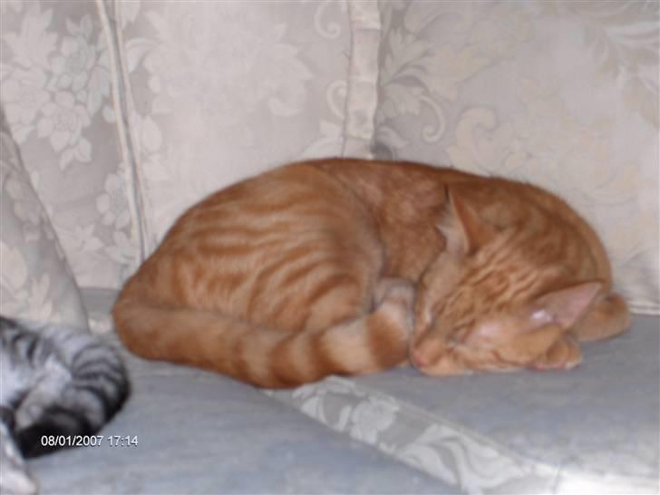 Blanding af racer Diego - Zzzzzzzzzzzzzzzzzz billede 11