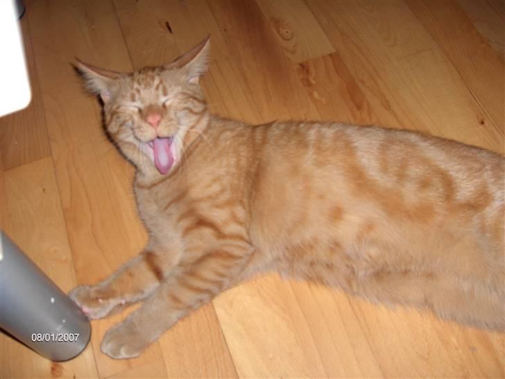 Blanding af racer Diego - Wrow jeg er farlig!! billede 12