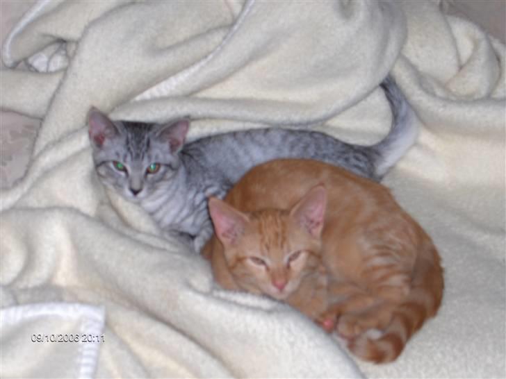 Blanding af racer Diego - Er vi ikke søde??  billede 13