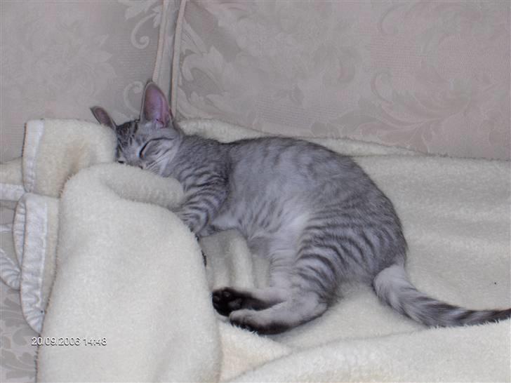 Blanding af racer Chili - Er lige blevet lidt træt. billede 10