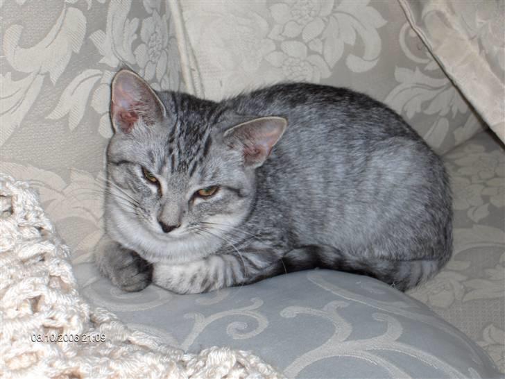 Blanding af racer Chili - Dejlige Chili. billede 11