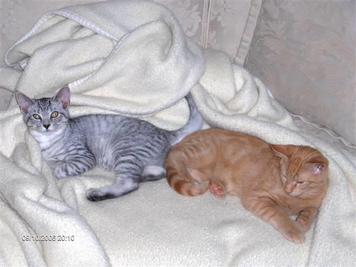 Blanding af racer Chili - Her er min bror og jeg. billede 12