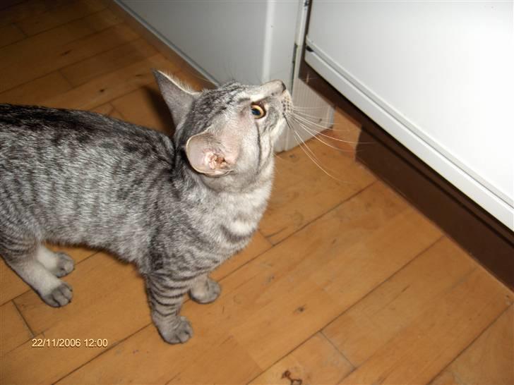 Blanding af racer Chili - Jeg tror måske min mad er derinde i køleskabet..  Mums! billede 13