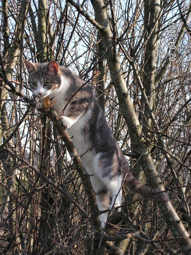 Huskat Grismis (Væk) - En lille klatre mis... billede 1