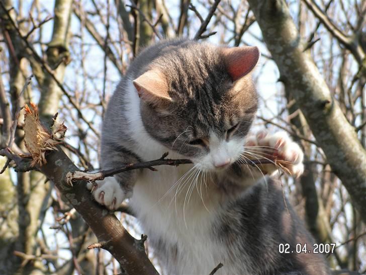 Huskat Grismis (Væk) - Man kan godt spise grene... billede 2