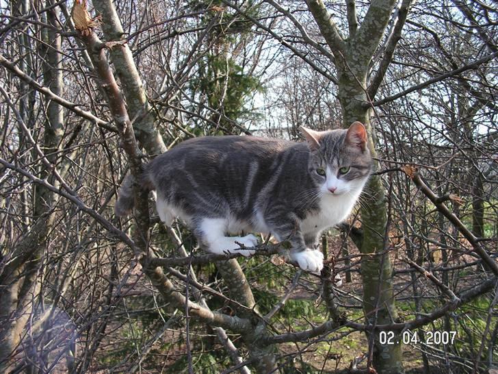 Huskat Grismis (Væk) - Dejlig udkigspost! billede 3