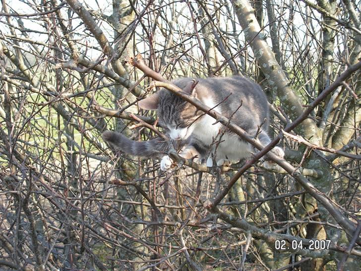 Huskat Grismis (Væk) - Nam nam endnu en gren... billede 4
