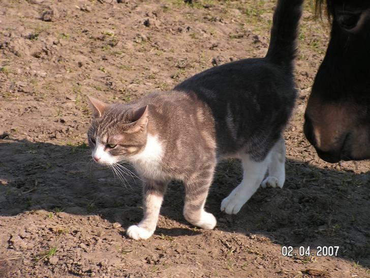 Huskat Grismis (Væk) - Hæ... Jeg lader bare som ingenting... Dumme pony. billede 5