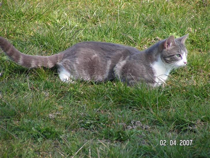 Huskat Grismis (Væk) - På jagt. billede 6