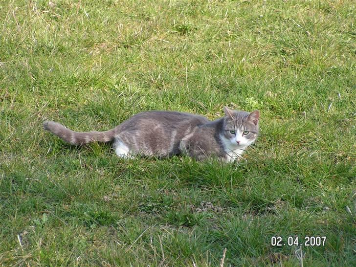 Huskat Grismis (Væk) - Hvad laver du her? billede 7