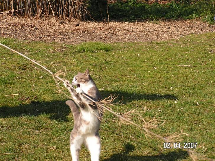 Huskat Grismis (Væk) - Haha!! Jeg fik den!!! billede 8