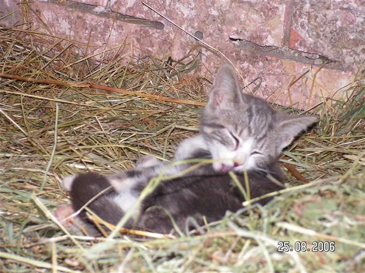 Huskat Grismis (Væk) - Baby Grismis. billede 9