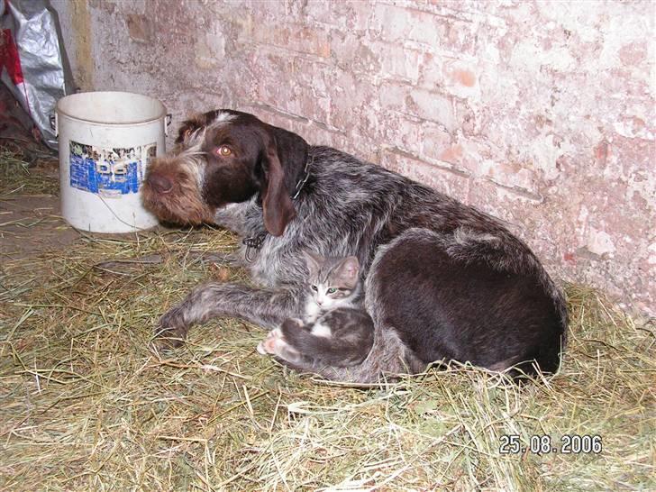 Huskat Grismis (Væk) - Baby Grismis der ligger i ske med Sussi.. billede 10