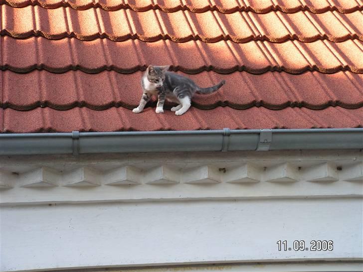 Huskat Grismis (Væk) - Grisser på afveje... billede 11