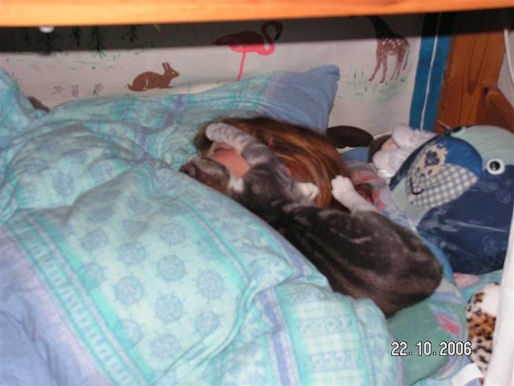 Huskat Grismis (Væk) - Yndlings sove stilling. billede 12