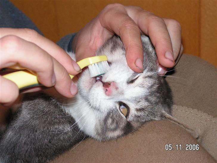 Huskat Grismis (Væk) - Man må holde mundhygiejnen i orden.. billede 13