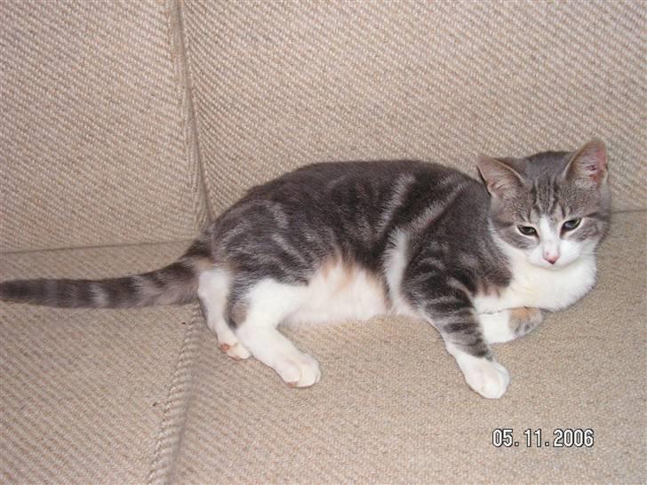 Huskat Grismis (Væk) - Putte putte... billede 15