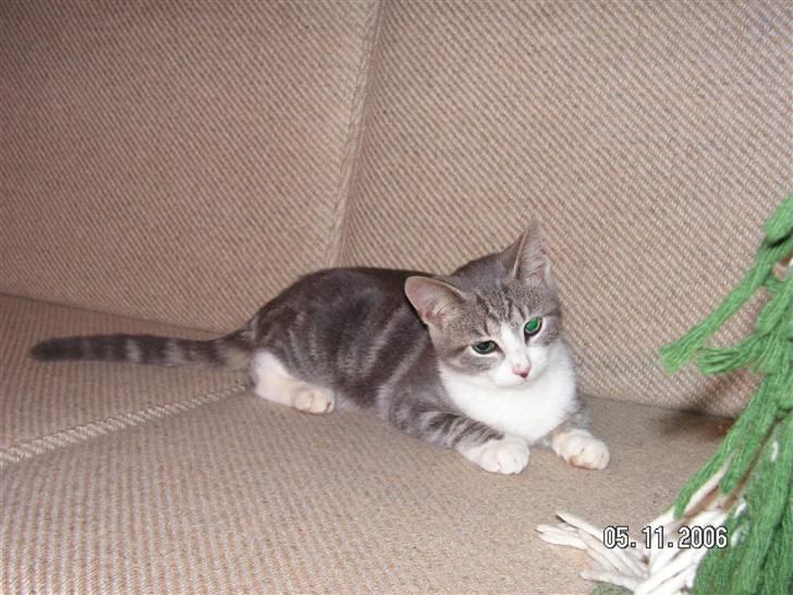 Huskat Grismis (Væk) - Har vist fået øje på hunden... billede 16