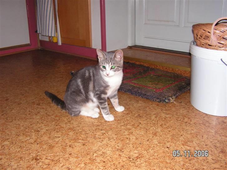 Huskat Grismis (Væk) billede 17