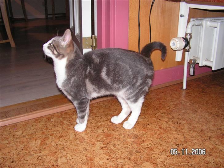 Huskat Grismis (Væk) billede 18