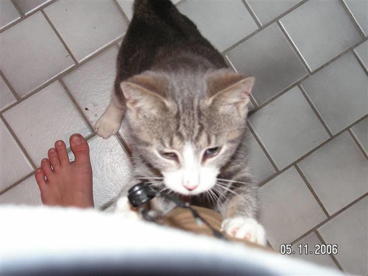 Huskat Grismis (Væk) - Den vilde og farlige Kat-tyran! billede 19