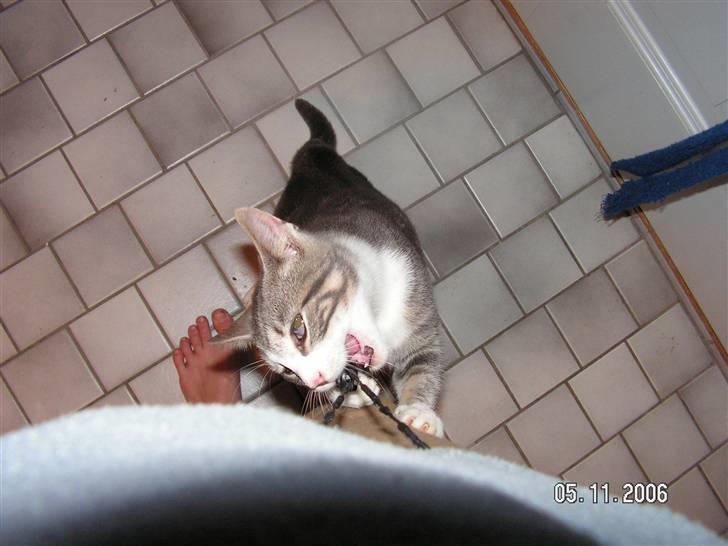 Huskat Grismis (Væk) - Den vilde og farlige Kat-tyran! Det er ikke nemt at være dyrefotograf... billede 20