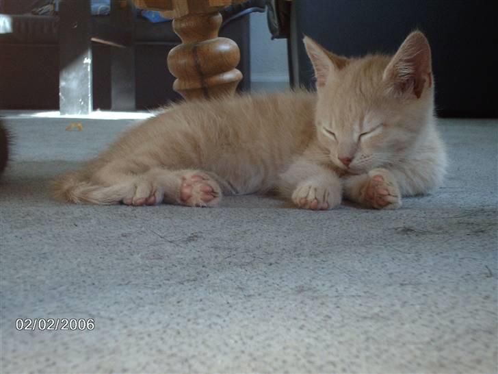 Huskat Vento - *SnOrKK* billede 11