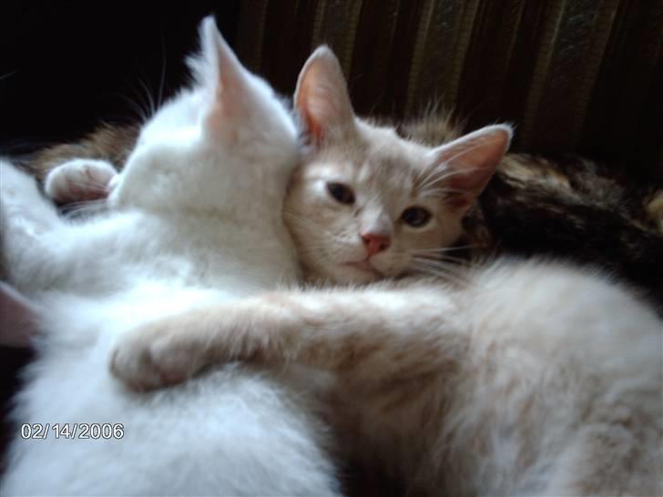 Huskat Vento - Mig og Brormand Kalot ligger og prøver at sove lidt, det er jo hårdt at være killing..! billede 12