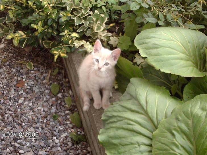 Huskat Vento - HeHe... vi har fået lov at komme ud, Nøjj det er sjovt...! "I sku` prøve" =0) billede 13