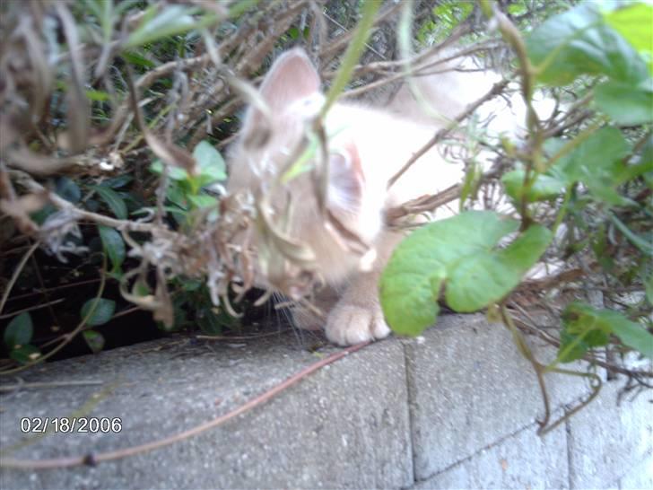 Huskat Vento - Se "Far" jeg er helt væk....!  billede 14