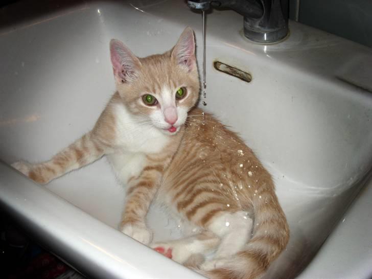 Blanding af racer Emil billede 7