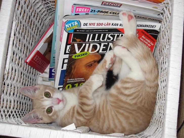 Blanding af racer Emil billede 8