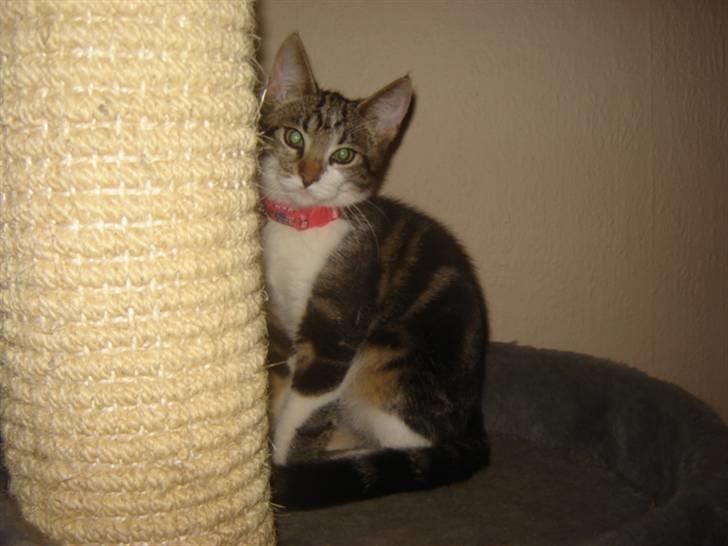 Huskat Miss Diva  DØD 21/1-07 billede 12