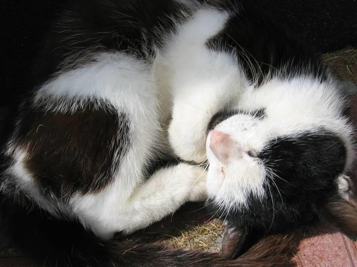 Blanding af racer Spice - Er jeg ikke sød? billede 1