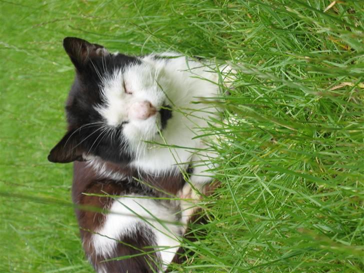 Blanding af racer Spice - Spice der ligger i græset og holder udkig billede 2