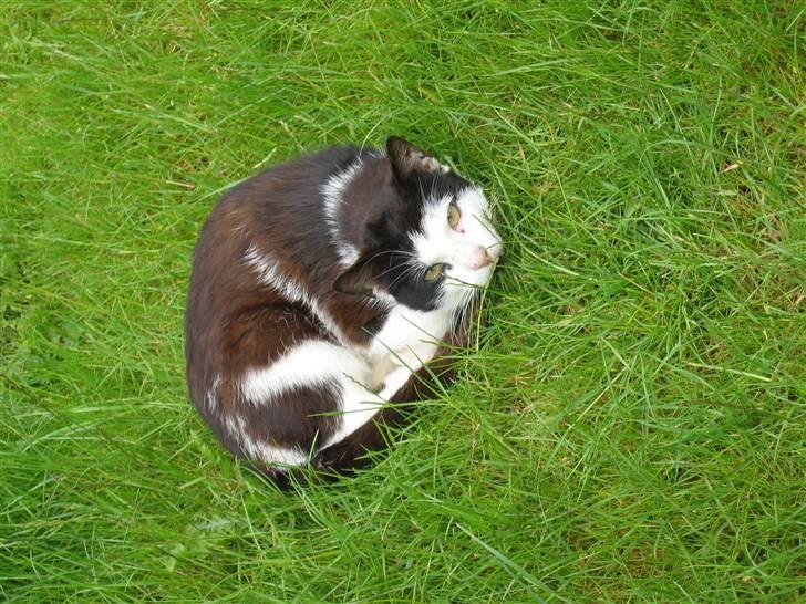 Blanding af racer Spice - Det samme som før billede 3