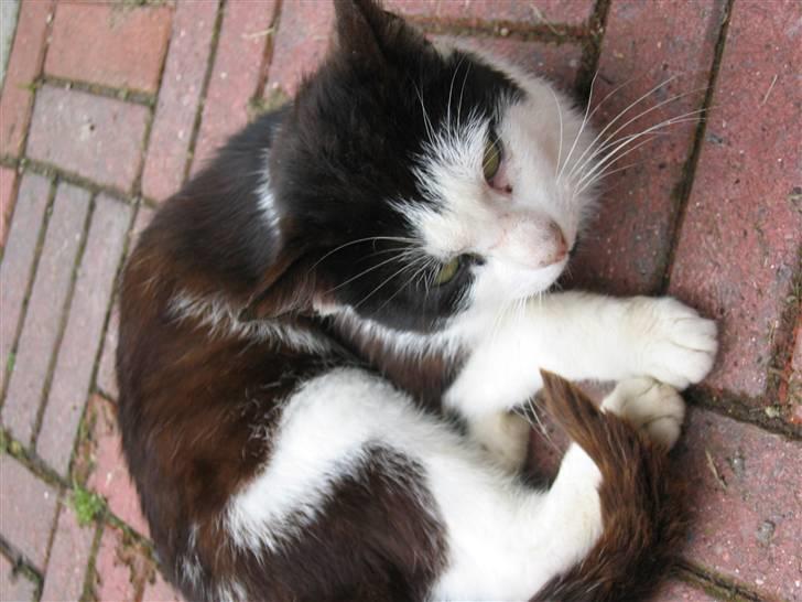 Blanding af racer Spice - Spice der er udefor og holder øje med Nusser billede 4