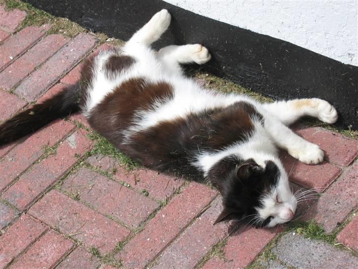 Blanding af racer Spice - Efter jeg havde lege med den dejer den fra side til side billede 5