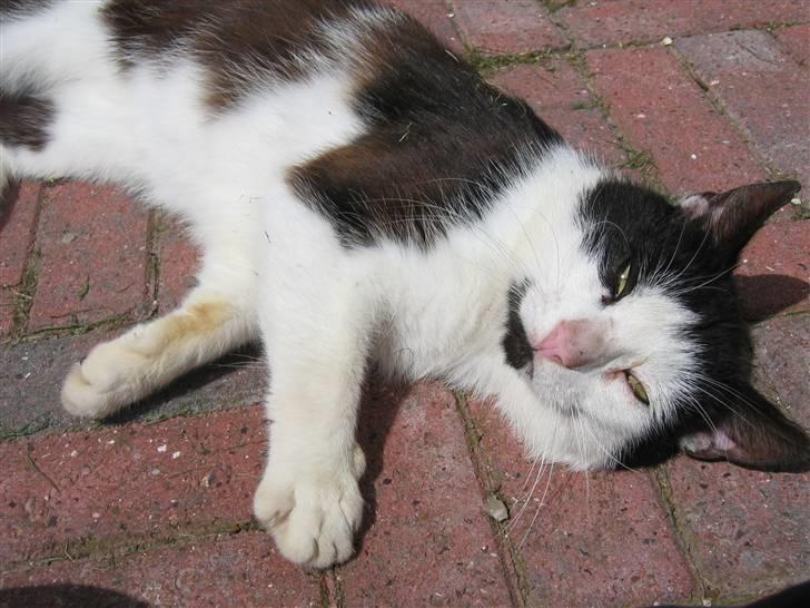 Blanding af racer Spice - Spice der er doven  billede 6