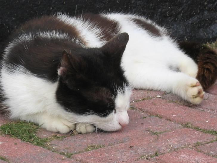 Blanding af racer Spice - Spice der sover  billede 7