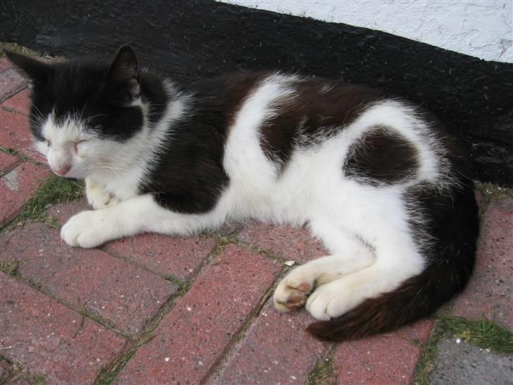 Blanding af racer Spice - Spice der ligger i solen billede 8