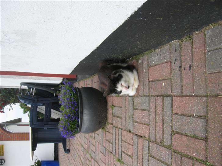 Blanding af racer Spice - Spice igen og dover billede 9