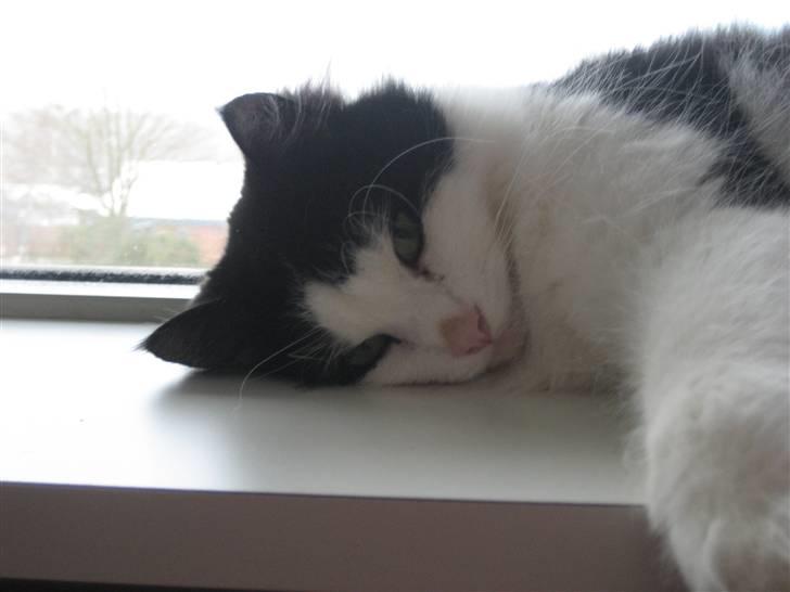 Blanding af racer Zorro - Gordmorgen.......!! billede 1