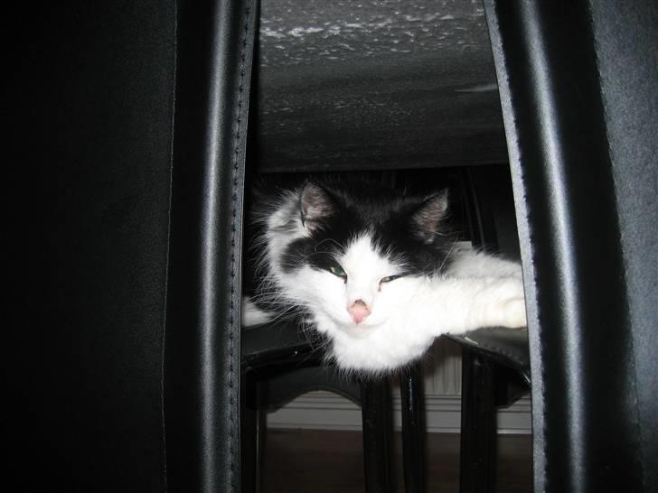 Blanding af racer Zorro billede 2