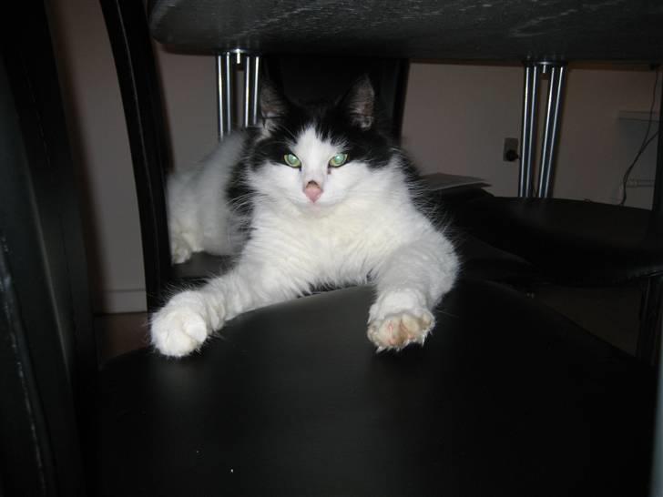 Blanding af racer Zorro - Hader den blitz... billede 3