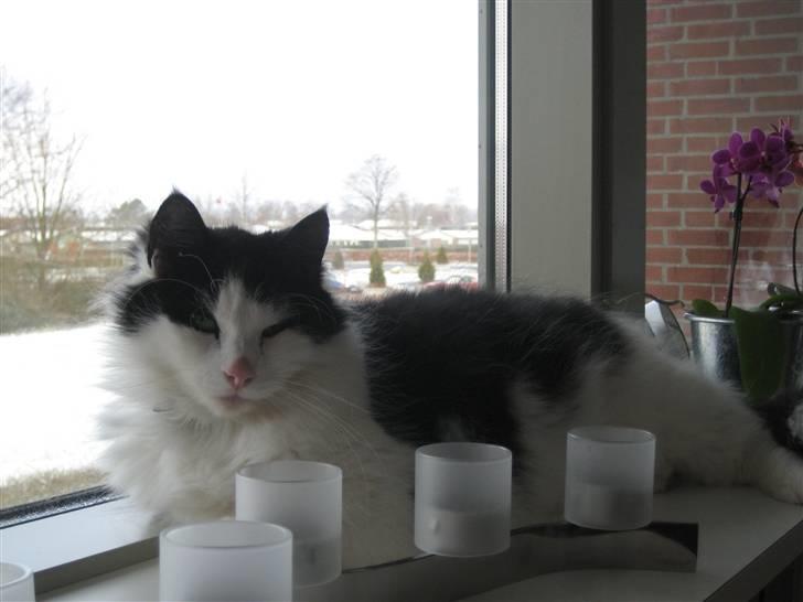 Blanding af racer Zorro - Yndlingspladsen.... det har dog også kostet lidt lysestager osv.... billede 4