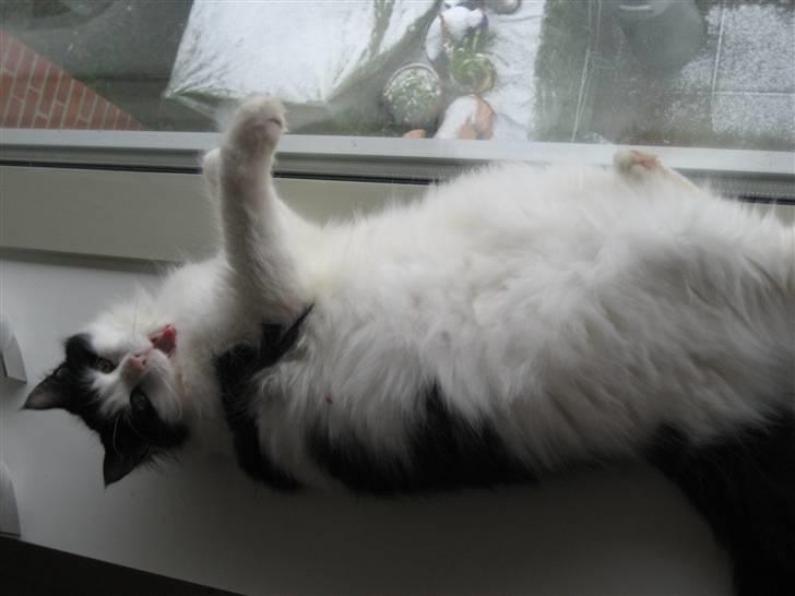 Blanding af racer Zorro - Dejlig bred vindueskarm... billede 5